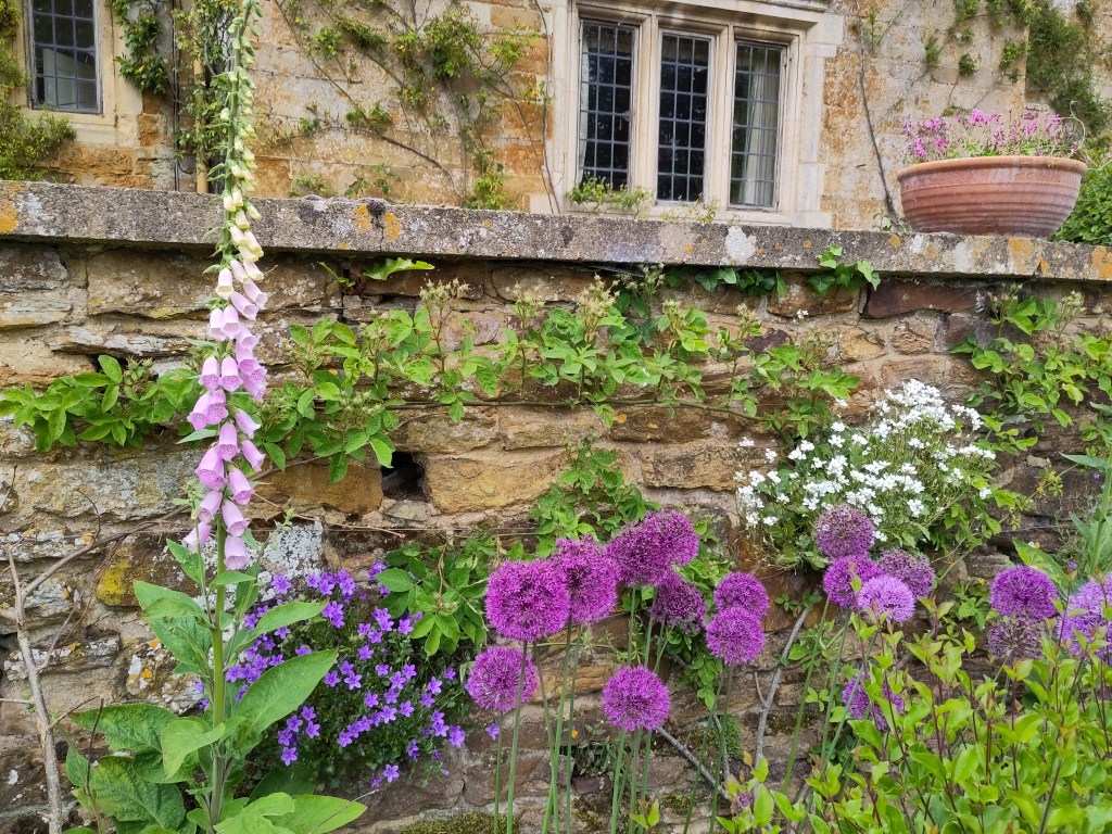 Cotswold stone wall with foxgloves, alliums and small flowers in the crevices.