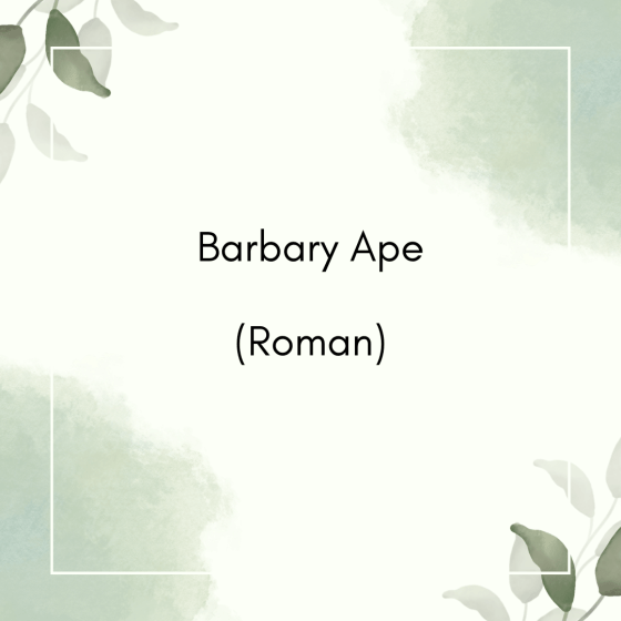 Barbary Ape (Roman)