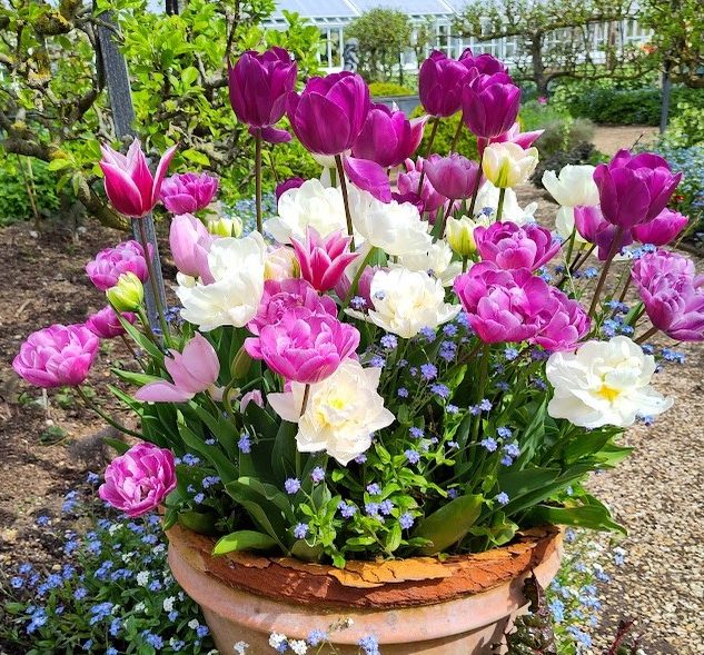 A terracotta pot of pink and white tulips.