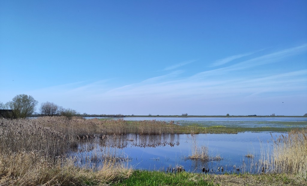 The Ouse Washes at WWT Welney. A bird hide is visible on the left side behind the reedbed. The reeds are reflected in the still water.