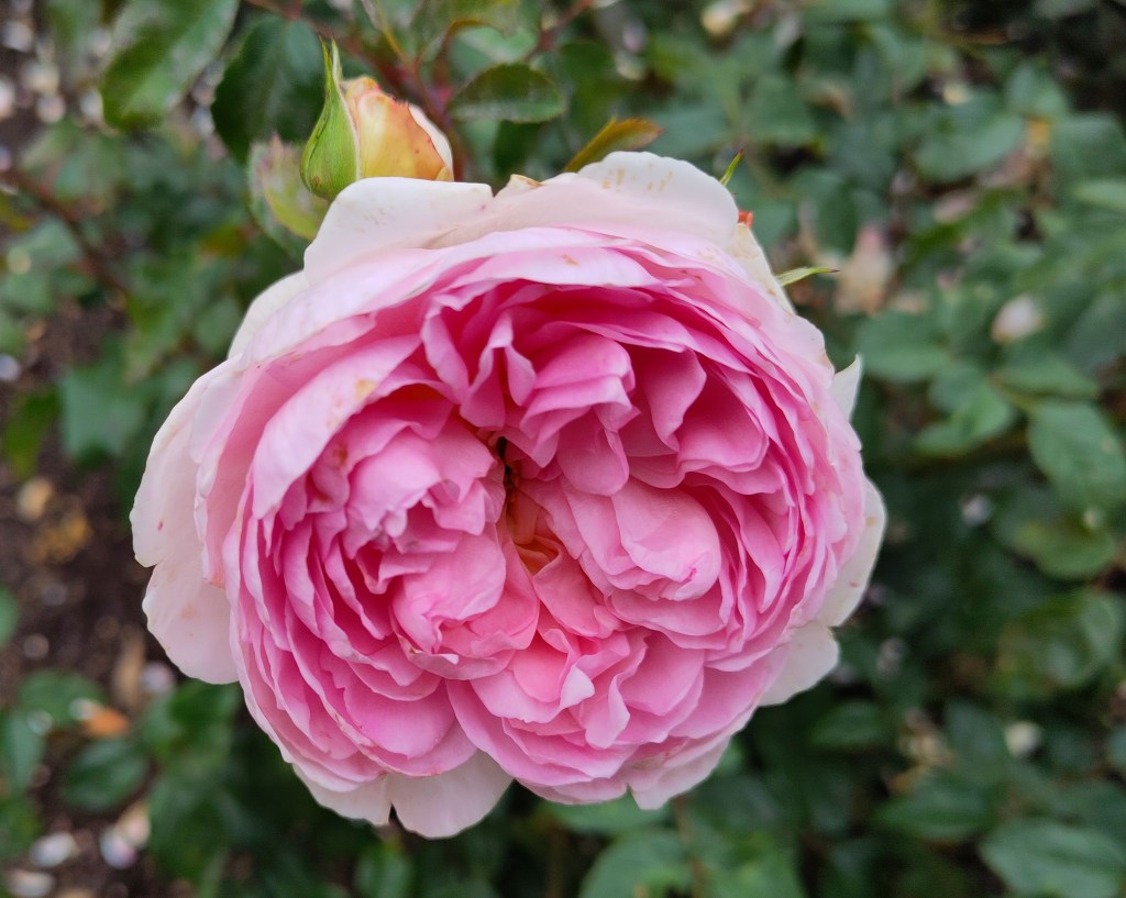 Old fashioned pink rose.