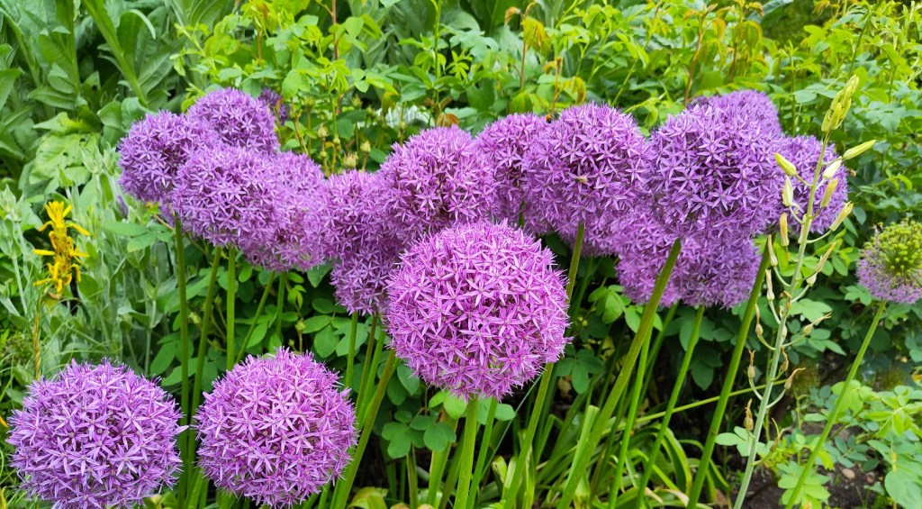 Purple allium globes.