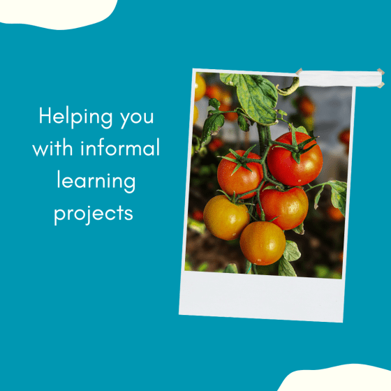 Helping you with informal learning projects. The photo shows a tomato plant with tomatoes in various shades of orange.